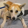 91204 - BARNEY