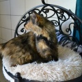81296 - MAYKA
