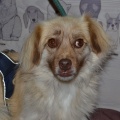 82934 - ROZA