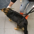 72697 - AMELY