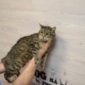 81736 - MUSYA