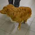 84578 - TOLLER