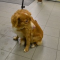 84578 - TOLLER