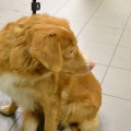 84578 - TOLLER