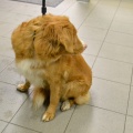 84578 - TOLLER