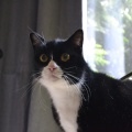 80788 - FELIX
