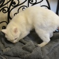 87572 - BELLA