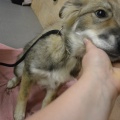64892 - BARNEY