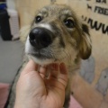 64892 - BARNEY