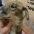 64892 - BARNEY