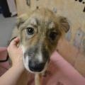 64892 - BARNEY