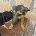 64893 - ELIS