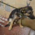 64893 - ELIS