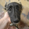 64894 - VASYA
