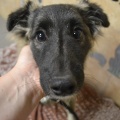 64894 - VASYA