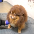 85193 - NYUSHA
