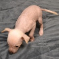 72009 - TRIXIE