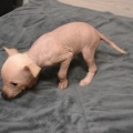 72009 - TRIXIE