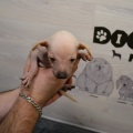 72009 - TRIXIE