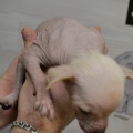 72009 - TRIXIE