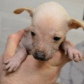 72009 - TRIXIE