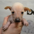 72009 - TRIXIE
