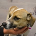 88026 - TRISHA