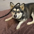 85484 - GINA