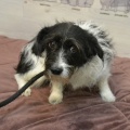 85513 - MUSYA