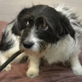 85513 - MUSYA