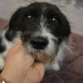85513 - MUSYA