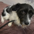 85513 - MUSYA
