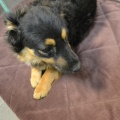 85517 - COCO