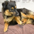 85517 - COCO