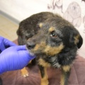 85522 - TUSYA