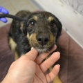 85522 - TUSYA