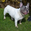 85652 - FRANCK