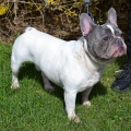 85652 - FRANCK