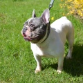 85652 - FRANCK