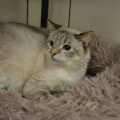 85529 - LUCHIK