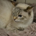 85529 - LUCHIK