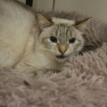 85529 - LUCHIK