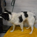 86258 - PONGO