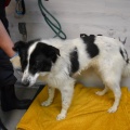 86258 - PONGO