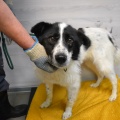 86258 - PONGO