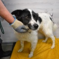 86258 - PONGO