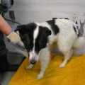 86258 - PONGO