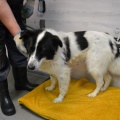 86258 - PONGO