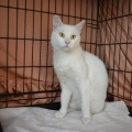 86272 - MARVIN