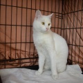 86272 - MARVIN